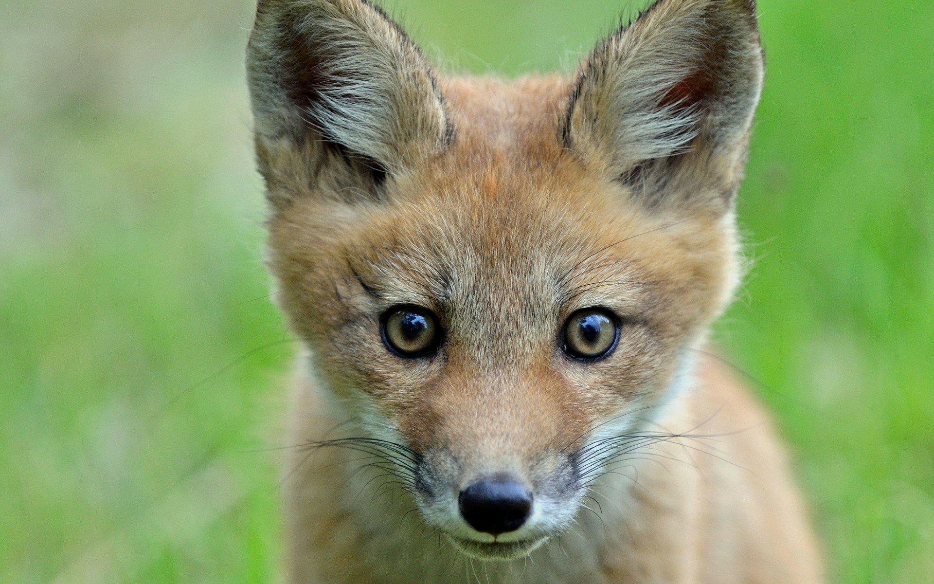 Animal Fox HD Wallpaper