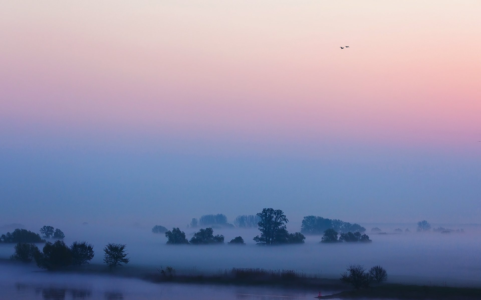 Download Nature Fog HD Wallpaper