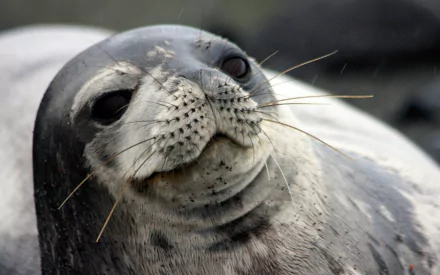 Animal seal HD Desktop Wallpaper | Background Image