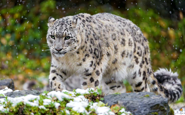 HD desktop wallpaper featuring a snow leopard walking on a rocky, snowy terrain with a blurred green and orange forest background.