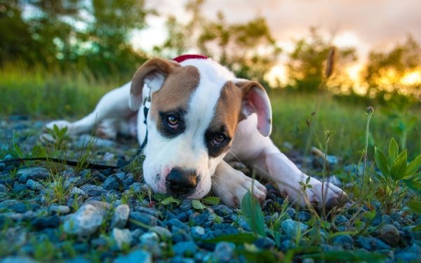 Animal Dog Dogs Puppy Boxer HD Wallpaper | Background Image