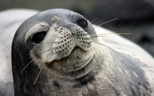 Animal seal HD Desktop Wallpaper | Background Image