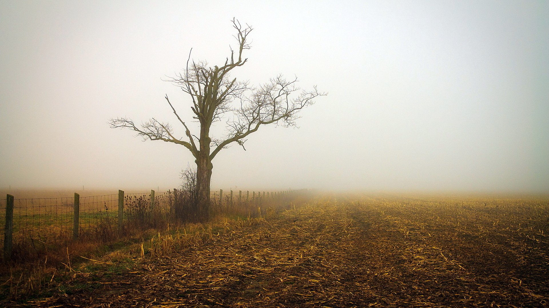 Download Nature Fog HD Wallpaper | 1920x1080 | Wallpaper Abyss