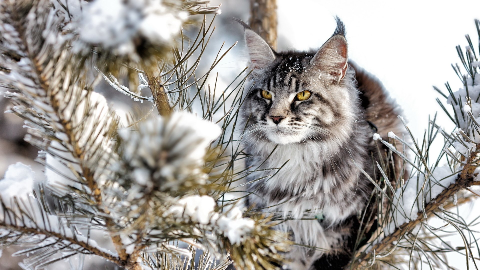 A majestic cat perched in a snow-covered pine tree, showcasing its striking features and bright yellow eyes, creates a stunning HD desktop wallpaper and background.