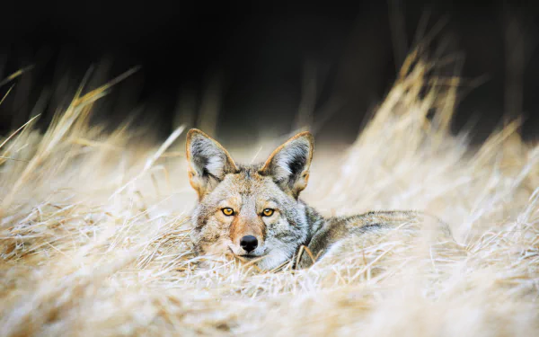 Animal Jackal HD Desktop Wallpaper | Background Image