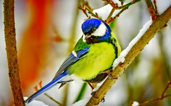 HD desktop wallpaper featuring a vibrant great tit bird perched on a snowy branch, showcasing its vivid blue, yellow, and green plumage in natural surroundings.