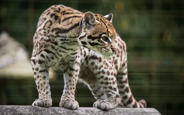 A striking ocelot stands alert on a log, showcasing its beautiful spotted fur in a vibrant green background, making this an engaging HD PC desktop wallpaper.