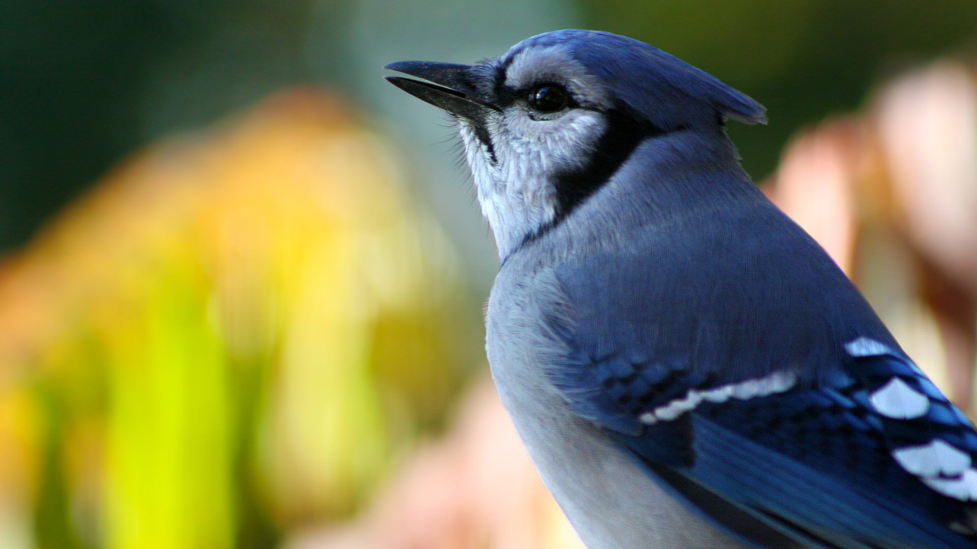 Download Animal Blue Jay HD Wallpaper