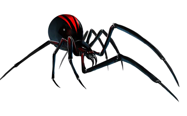 Animal Redback spider HD Desktop Wallpaper | Background Image