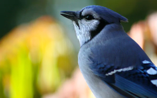 Animal blue jay HD Desktop Wallpaper | Background Image