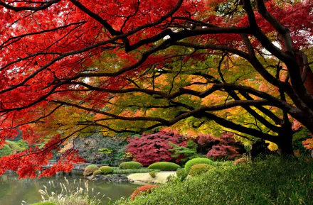 A vibrant Japanese garden in fall, showcasing stunning red and yellow foliage, surrounding a serene pond. This enchanting scene makes a captivating HD desktop wallpaper.