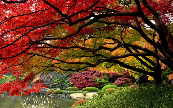 A vibrant Japanese garden in fall, showcasing stunning red and yellow foliage, surrounding a serene pond. This enchanting scene makes a captivating HD desktop wallpaper.