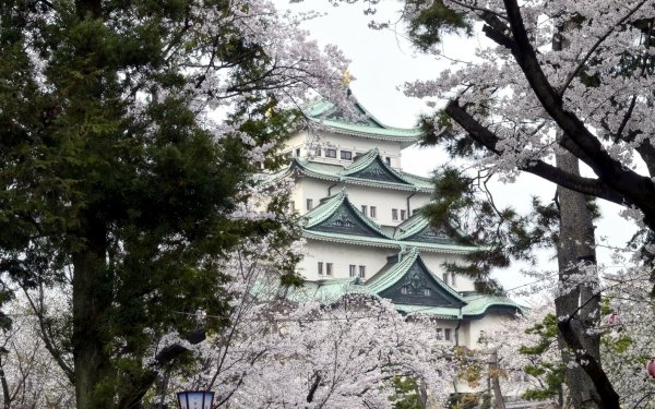 Man Made Osaka Castle Castles Japan Sakura Blossom Spring HD Wallpaper | Background Image