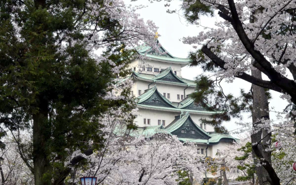 Osaka Castle framed by blooming sakura trees in spring, showcasing the historic man-made architecture in a serene Japanese setting.