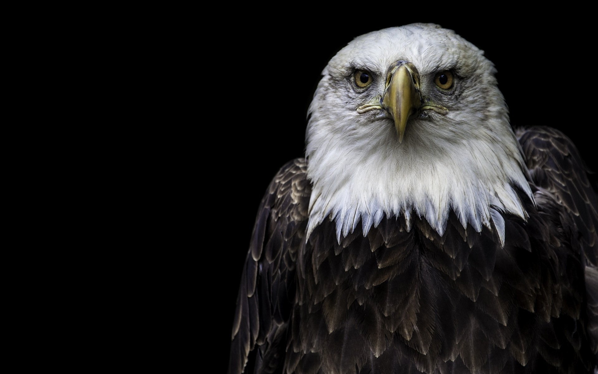 Animal Bald Eagle HD Wallpaper