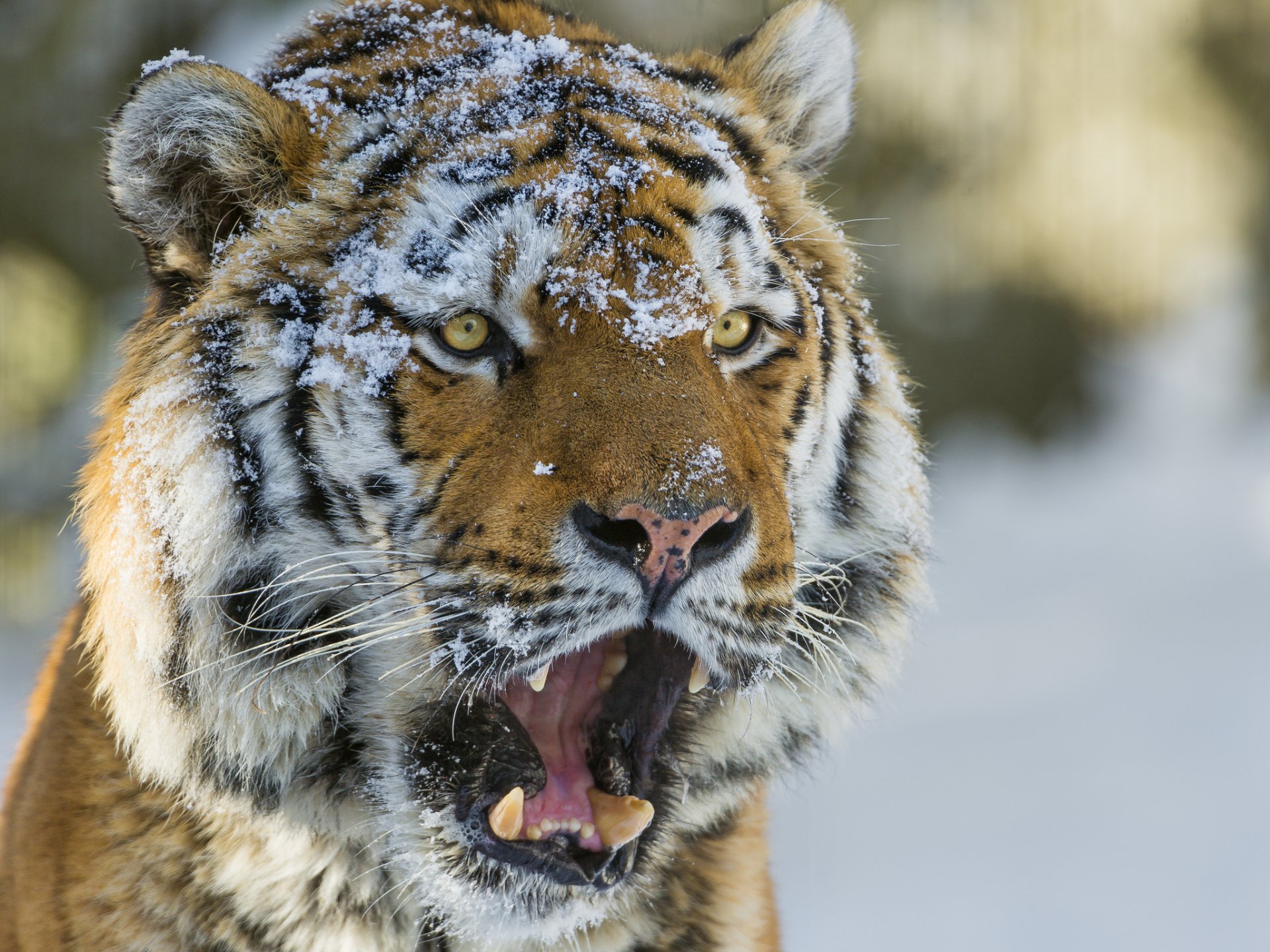 Majestic Siberian Tiger Eye HD Wallpaper: Wild Power in Winter, image size:1920x1440