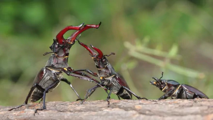 Close-up HD desktop wallpaper of three stag beetles on a tree branch, showcasing detailed red mandibles and textured exoskeletons in a natural green background.