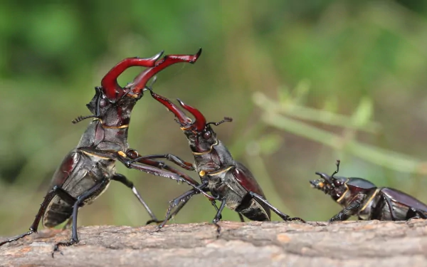 Close-up HD desktop wallpaper of three stag beetles on a tree branch, showcasing detailed red mandibles and textured exoskeletons in a natural green background.