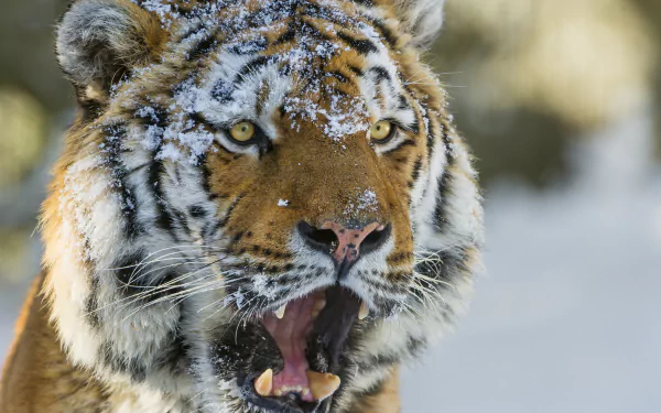 Close-up HD wallpaper of a Siberian tiger’s eye and face dusted with snow, showcasing the fierce animal's intense expression in a natural snowy environment.