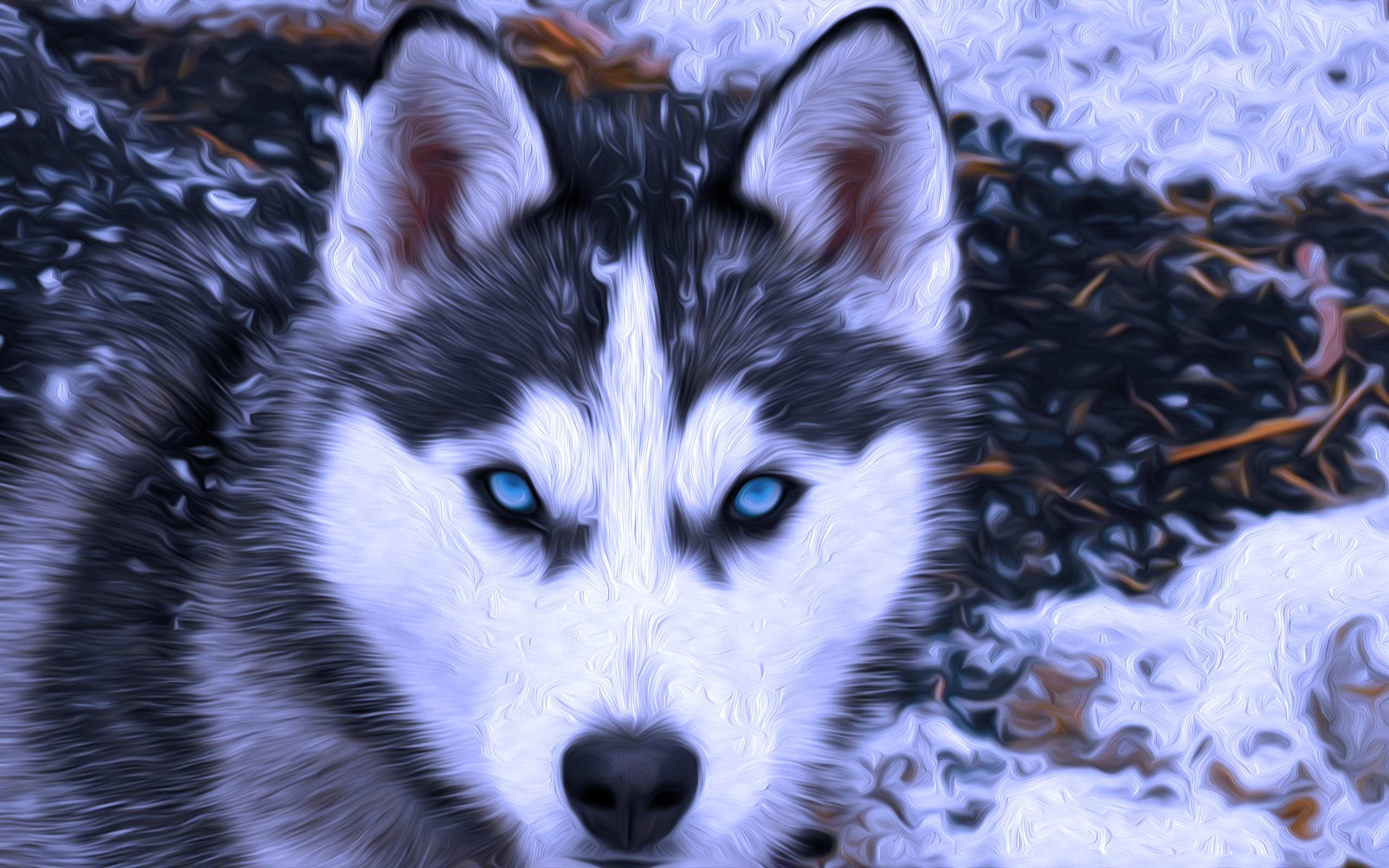 Siberian Husky HD Wallpaper | Hintergrund | 2560x1600