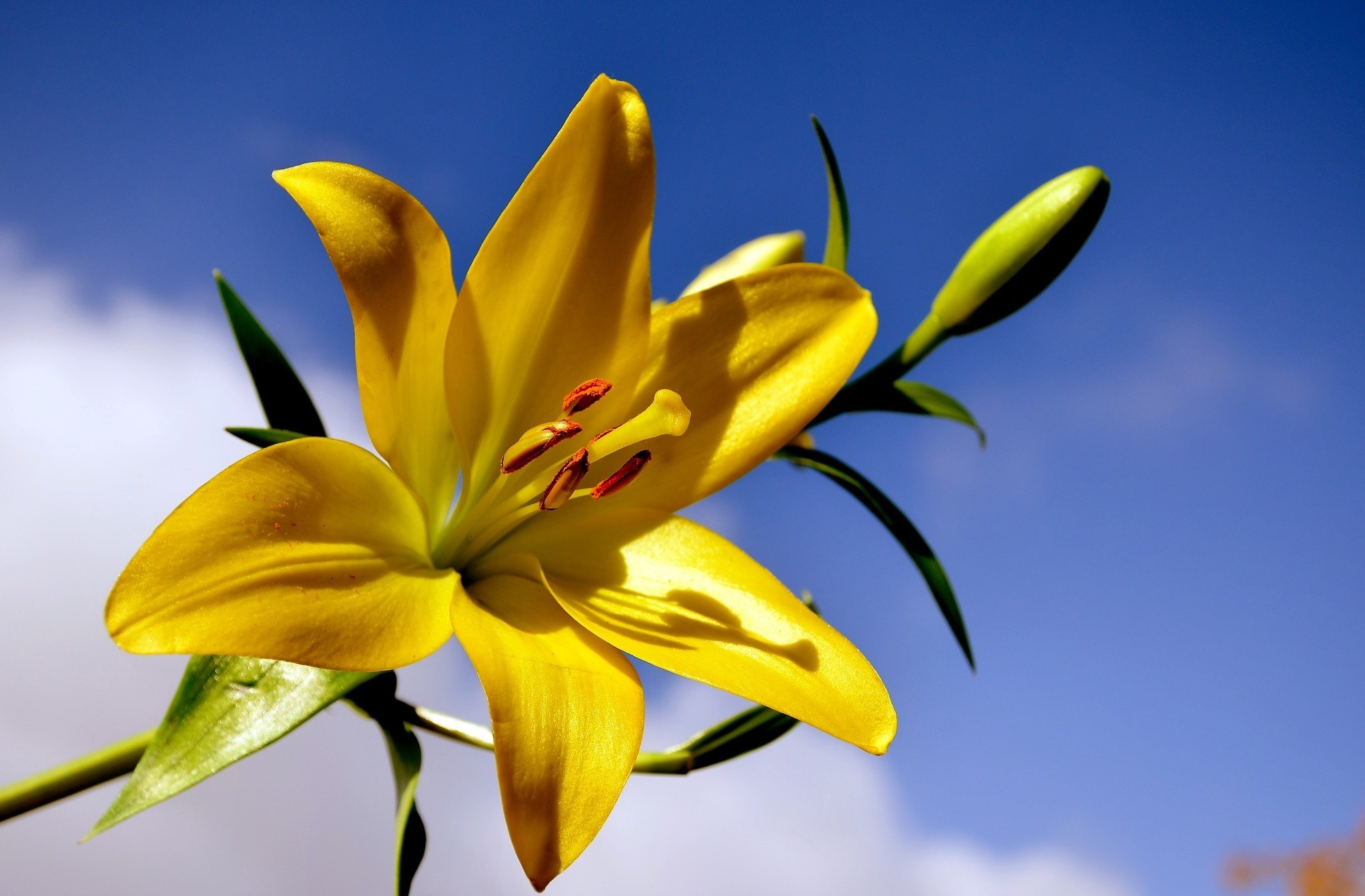 Lily HD Wallpaper | Background Image | 2048x1345 | ID:540747 - Wallpaper Abyss