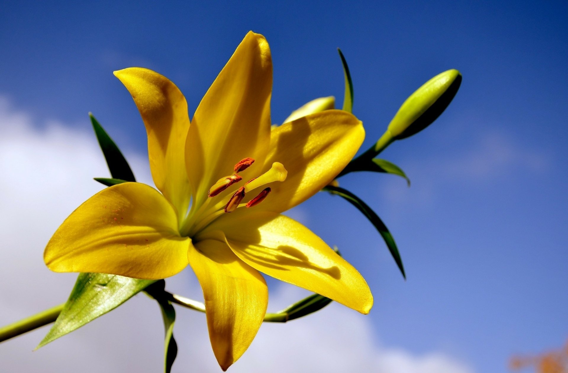 HD PC desktop wallpaper/background: a vibrant yellow lily in nature set against a clear blue sky.