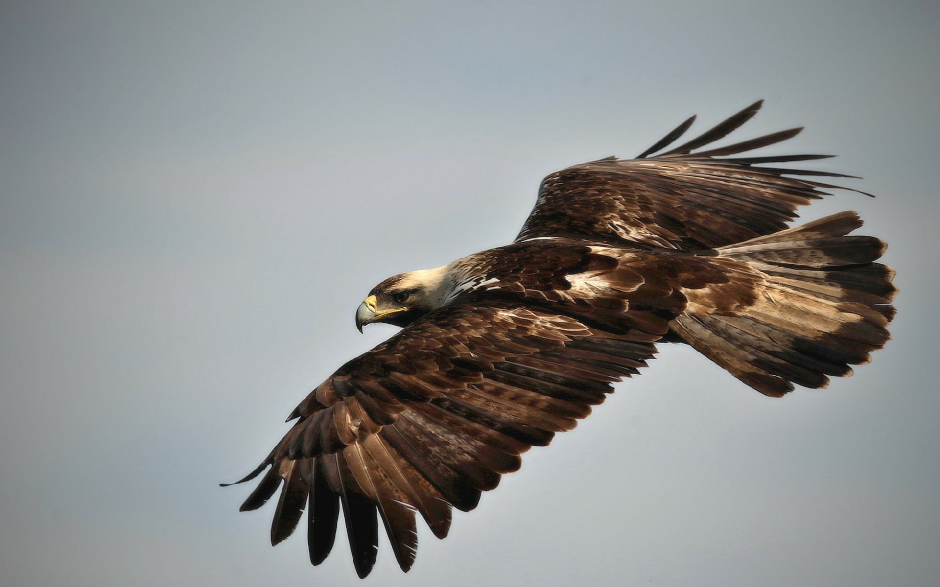 Download Flight Animal Eagle HD Wallpaper