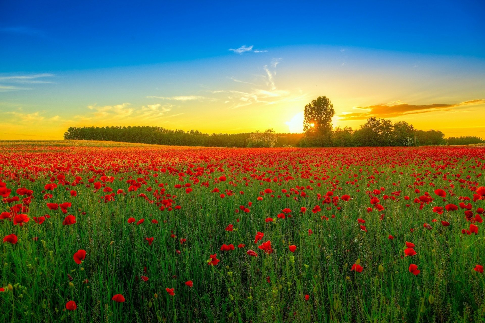 Download Red Flower Sky Poppy Nature Sunset HD Wallpaper