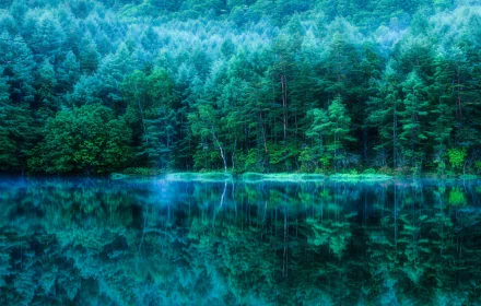 HD desktop wallpaper of a serene pond in a Japanese forest, capturing the lush trees and their reflection in the still water.