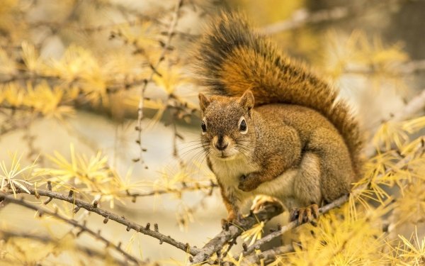 Animal Squirrel Fall HD Wallpaper | Background Image