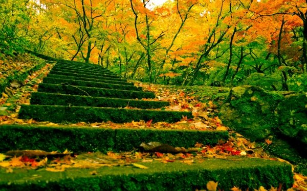 Man Made Stairs Fall Leaf China HD Wallpaper | Background Image