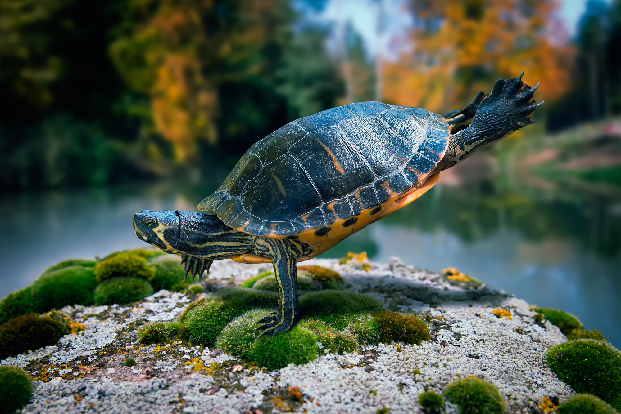 Animal Turtle HD Wallpaper | Background Image