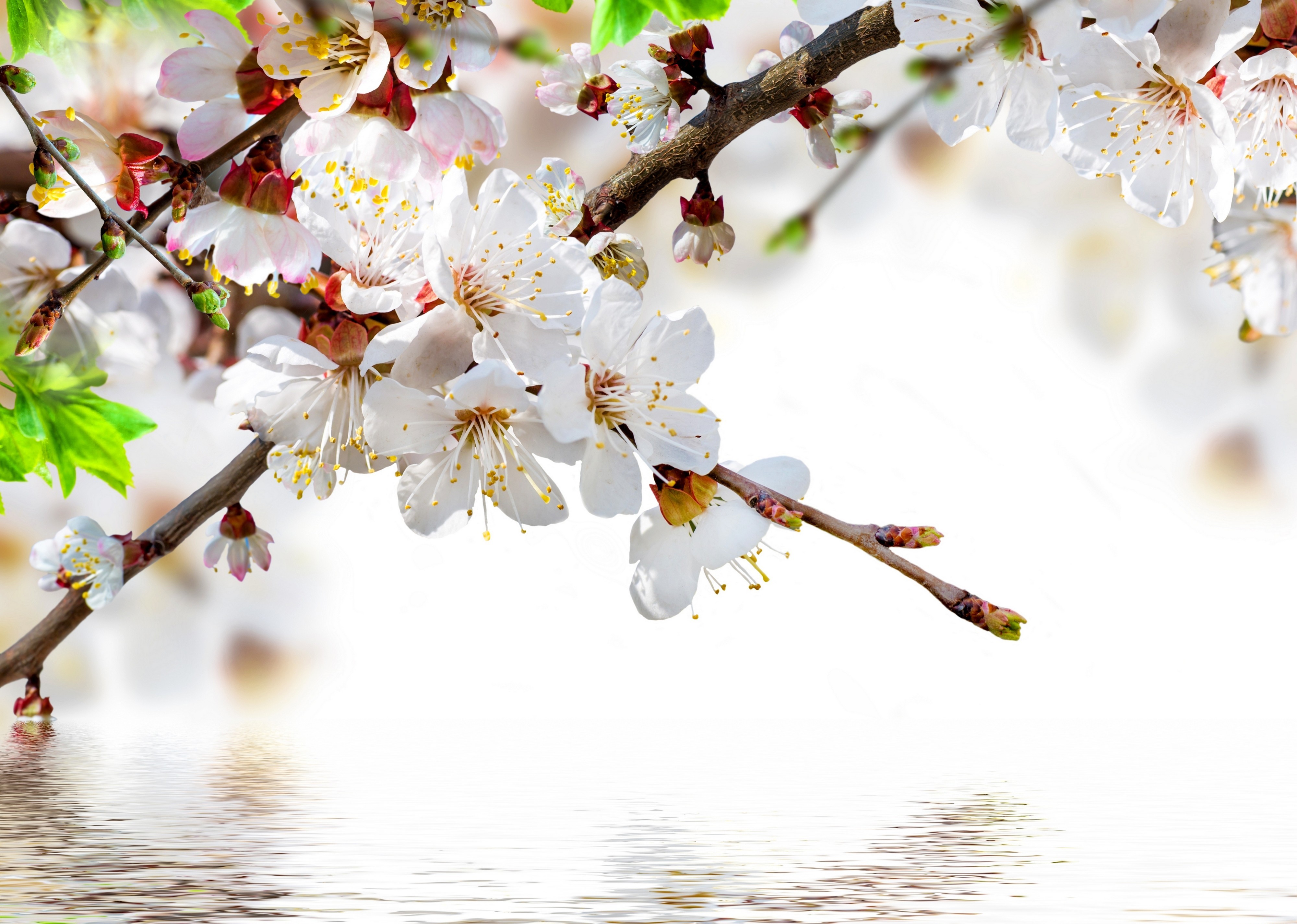 Nature Blossom HD Wallpaper | Background Image