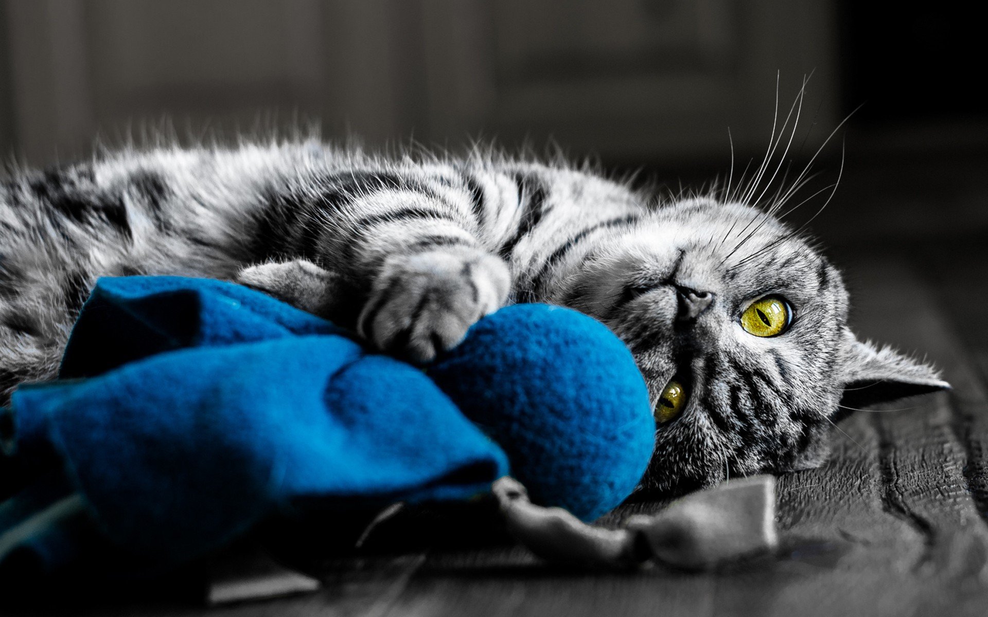 A striking HD desktop wallpaper featuring a gray tabby cat playfully lounging with a blue toy, showcasing its vivid yellow eyes against a softly blurred background.