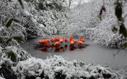 HD wallpaper of vibrant flamingos in a snowy winter landscape, gathering around a thawed patch in a frozen pond, amidst snow-covered trees.