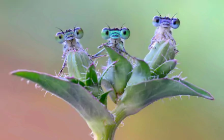 Three colorful dragonflies with large green eyes perched on a spiky green plant, captured in high definition for a stunning desktop wallpaper and background.