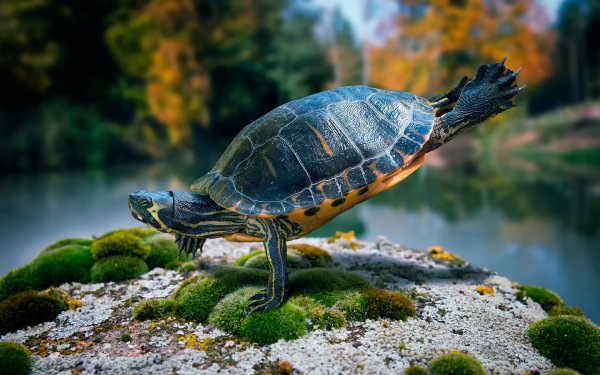 Animal Turtle Turtles Moss HD Wallpaper | Background Image