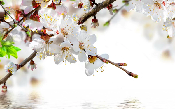 4K Ultra HD PC desktop wallpaper showing spring nature blossom: delicate white cherry blossoms on branches above soft bokeh and water reflection.