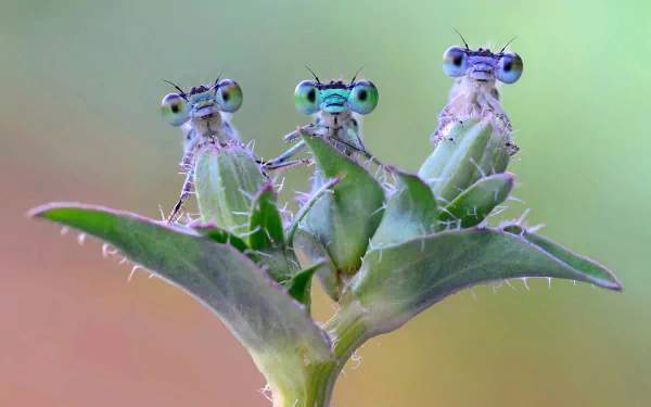 Three colorful dragonflies with large green eyes perched on a spiky green plant, captured in high definition for a stunning desktop wallpaper and background.