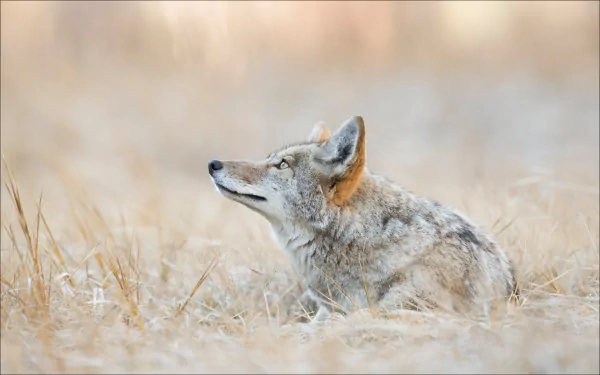 A coyote rests amidst the golden grasses of Yellowstone, capturing the essence of wildlife in this stunning HD desktop wallpaper.