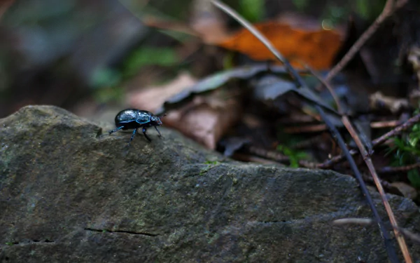 Animal beetle HD Desktop Wallpaper | Background Image