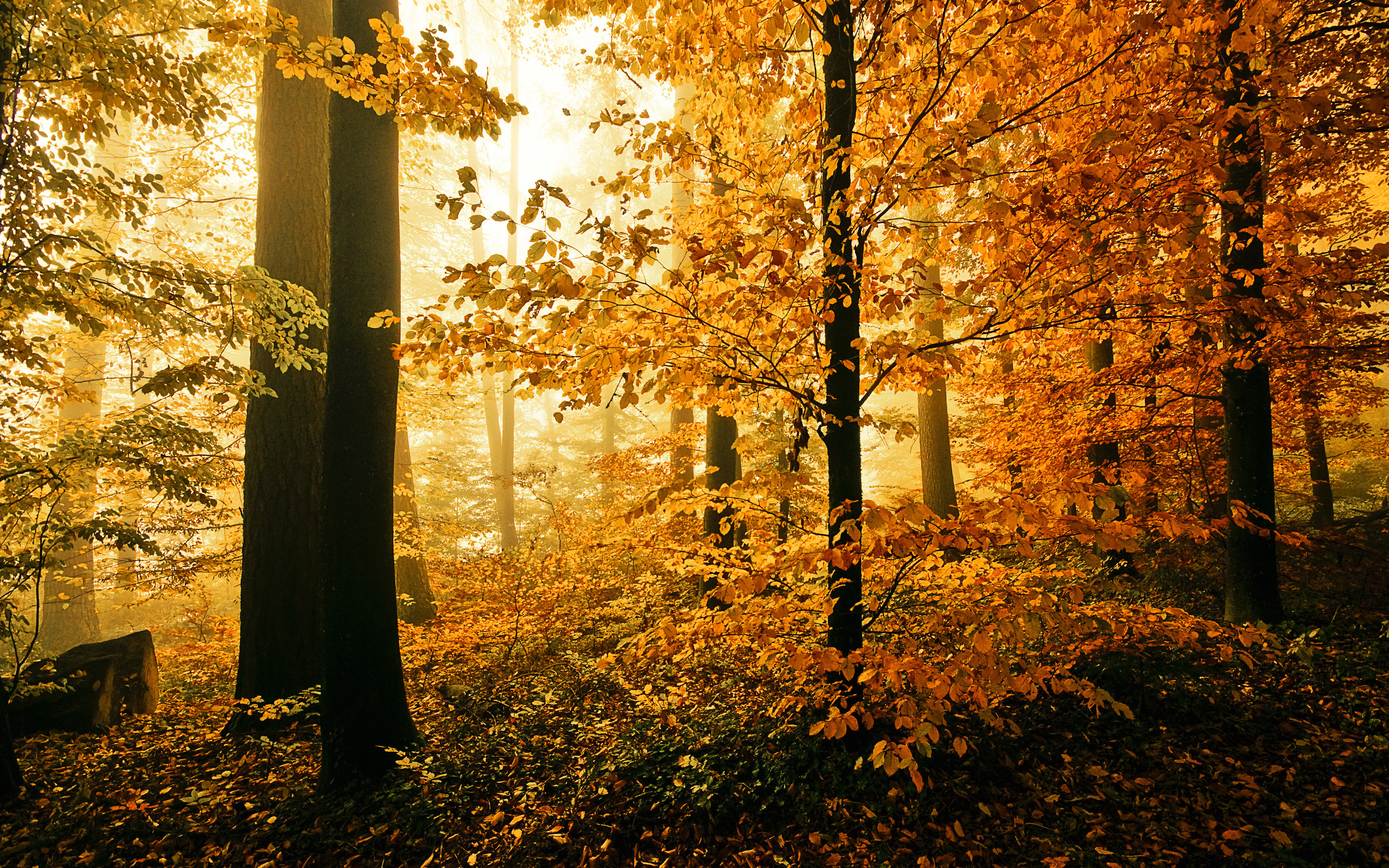 Sonbahar HD Duvar kağıdı Arka plan 2560x1600 ID543015 Sonbahar HD Duvar kağıdı Arka plan 2560x1600 ID543015