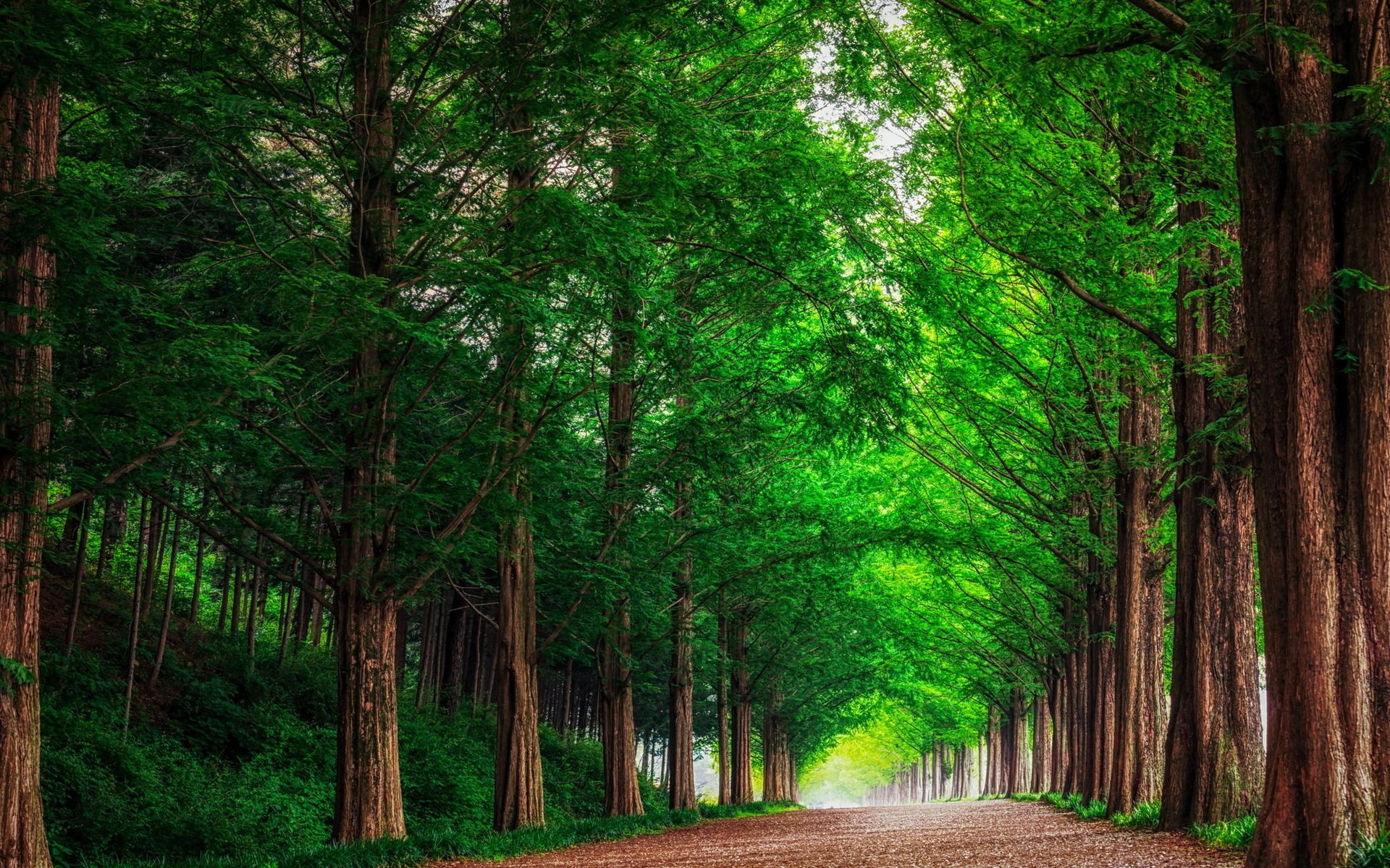 A vibrant green redwood forest with tall trees lining a man-made path, captured in HD as a desktop wallpaper and background.