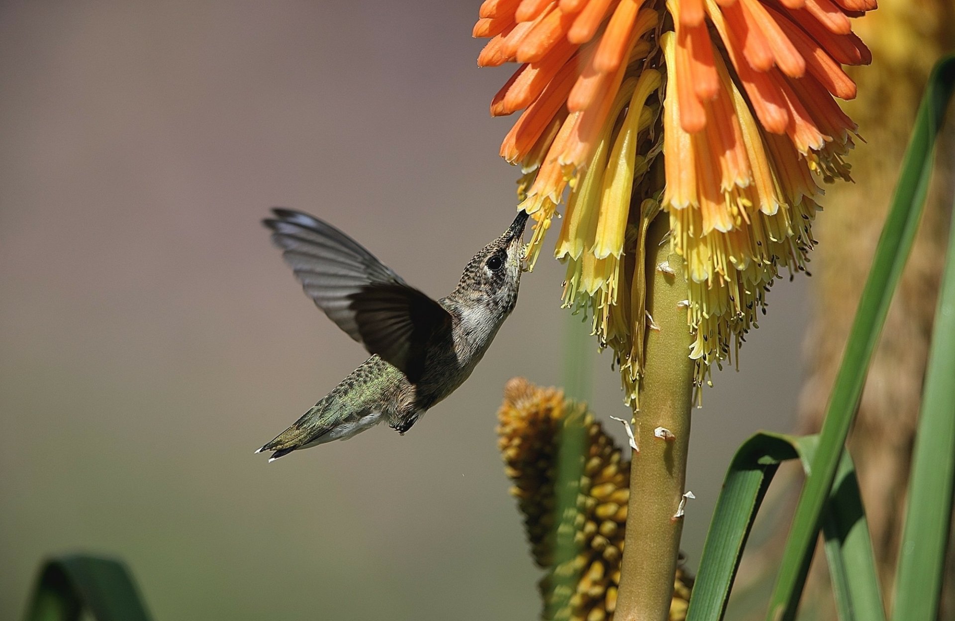 HD PC desktop wallpaper: hummingbird in flight, animal sipping nectar from an orange-yellow flower against a soft, blurred background.