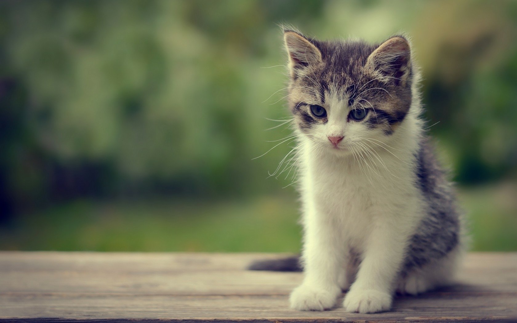 Animaux Chat Fond D cran