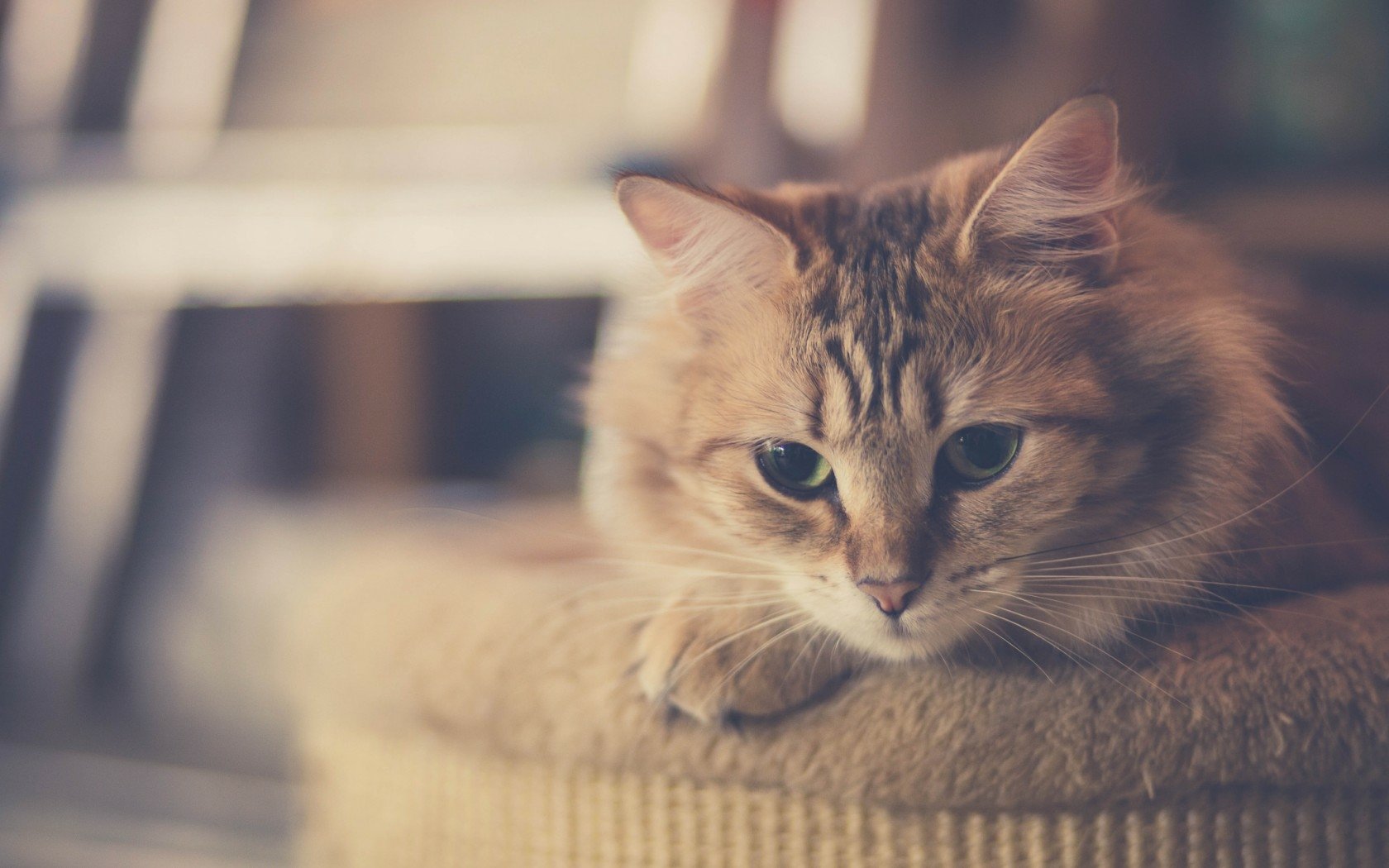 Animal Cat Wallpaper