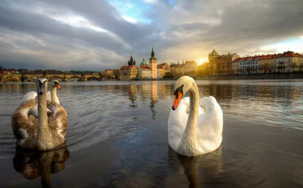 A serene sunset over Prague, with a pair of swans gracefully gliding on the water, reflecting the vibrant colors of the sky and the historic cityscape in the background.