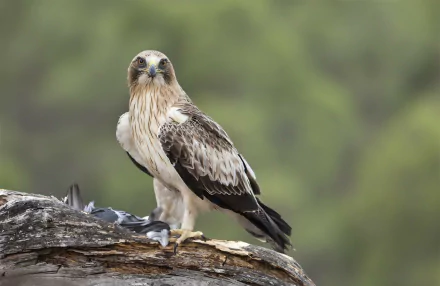 Animal eagle HD Desktop Wallpaper | Background Image