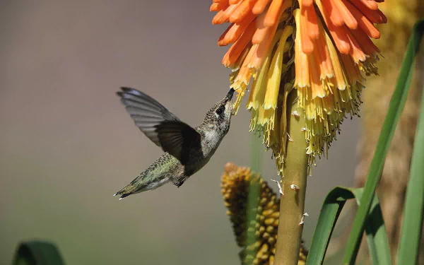 flight Animal hummingbird HD Desktop Wallpaper | Background Image