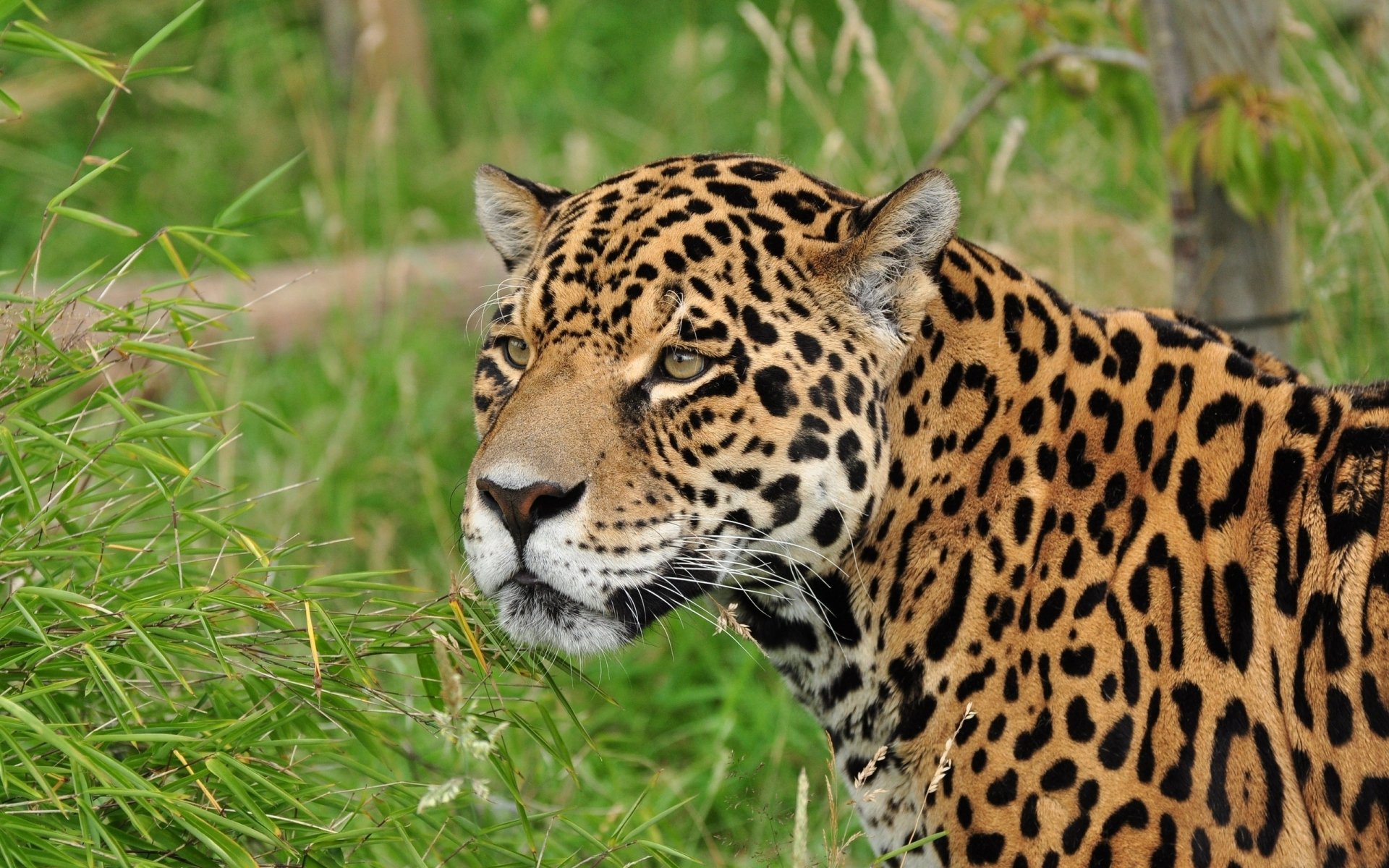 Jaguar HD Wallpaper